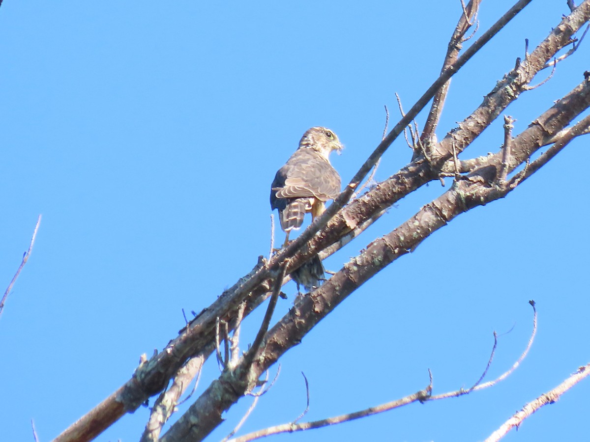 Merlin - ML641106046