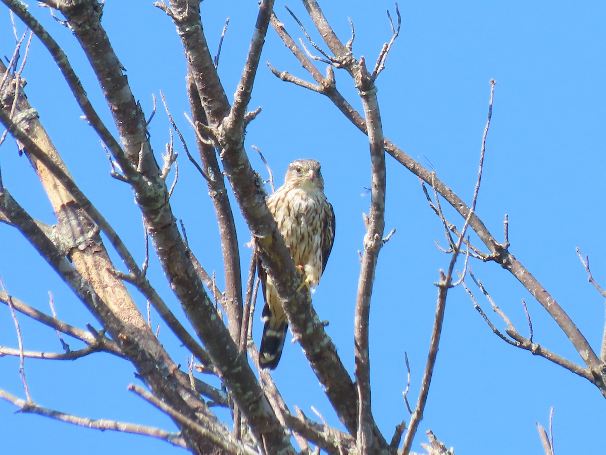 Merlin - ML641106047