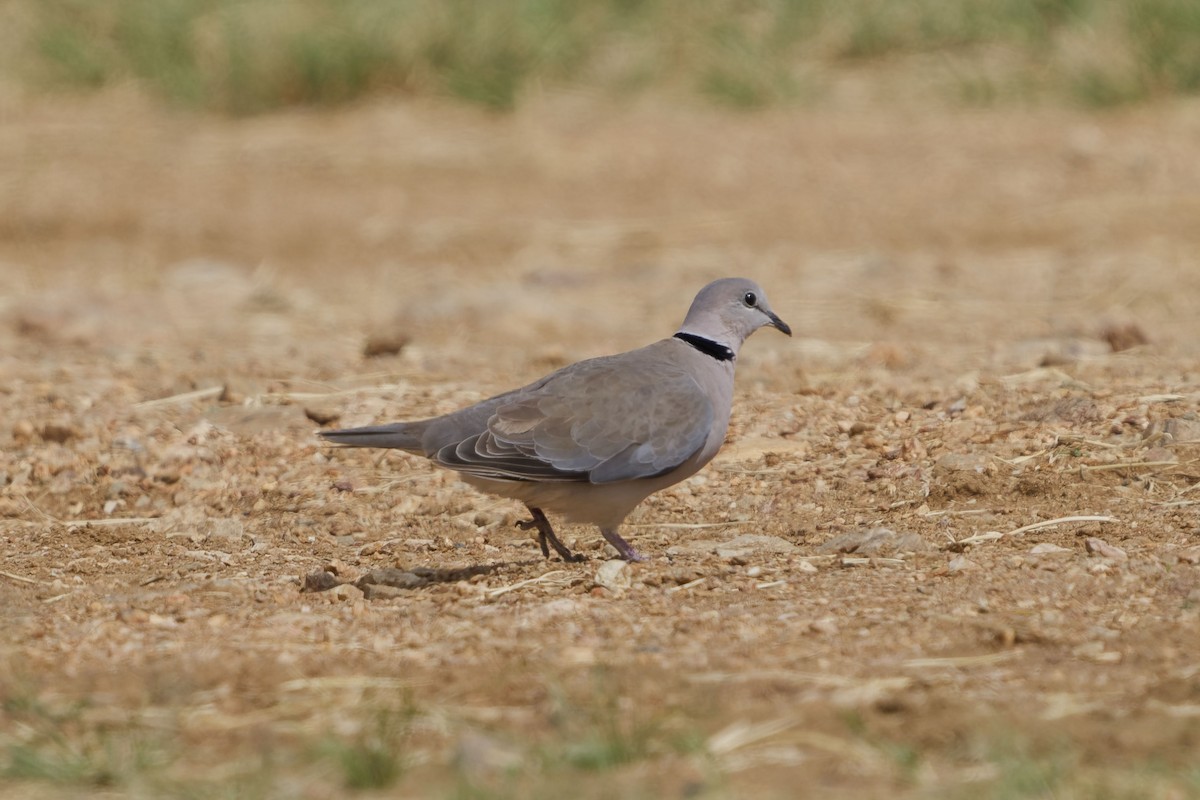 Ring-necked Dove - ML641106054