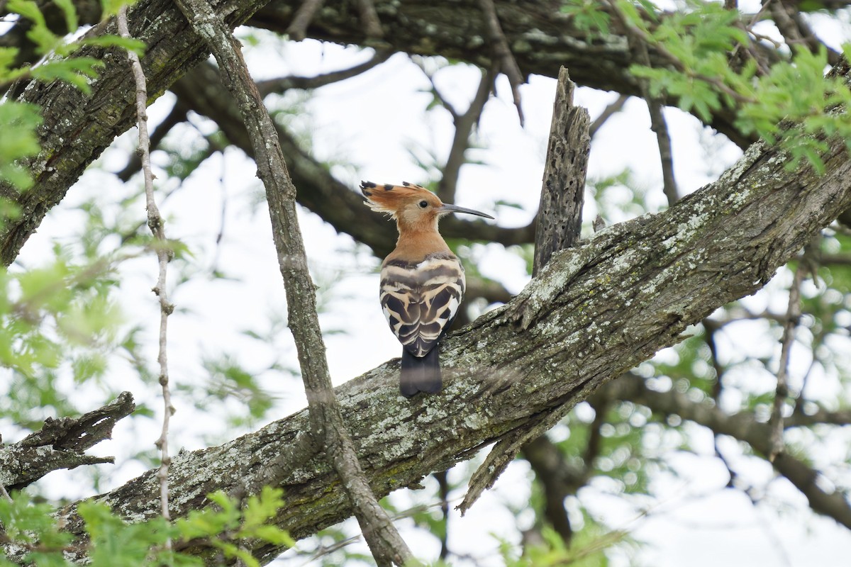 Common Hoopoe (African) - ML641106069