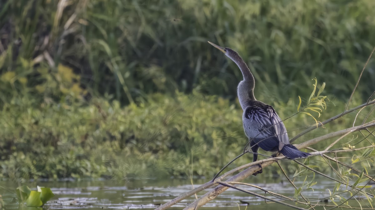Anhinga - ML641106077