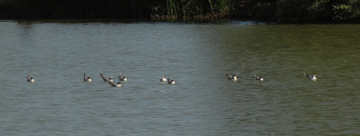 Forster's Tern - ML641106078