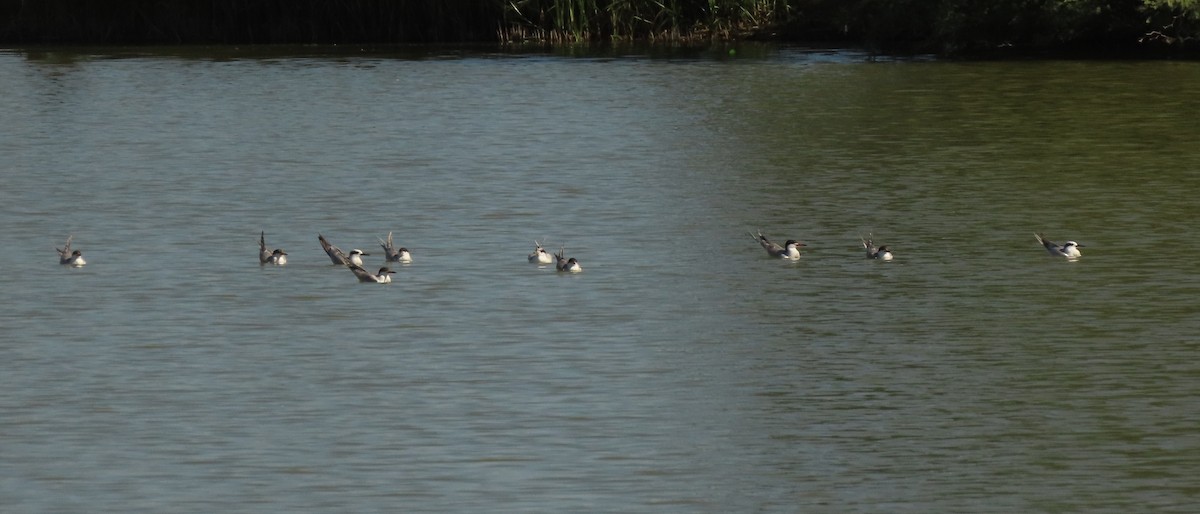 Forster's Tern - ML641106080