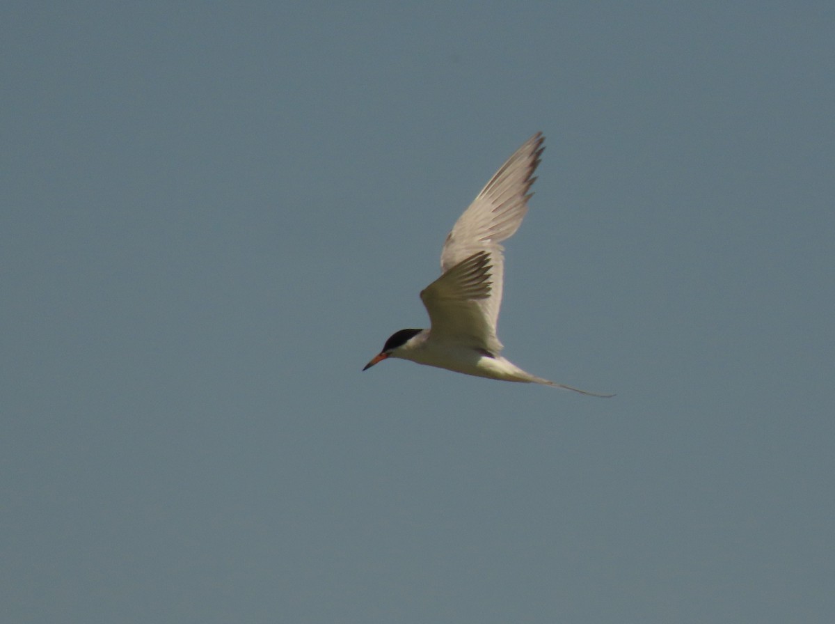 Forster's Tern - ML641106082