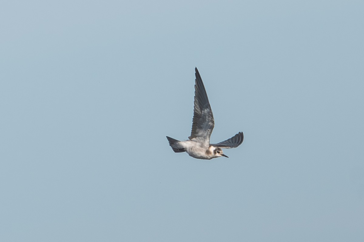 Black Tern - ML641106086
