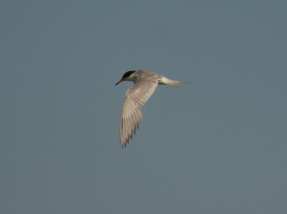 Forster's Tern - ML641106088