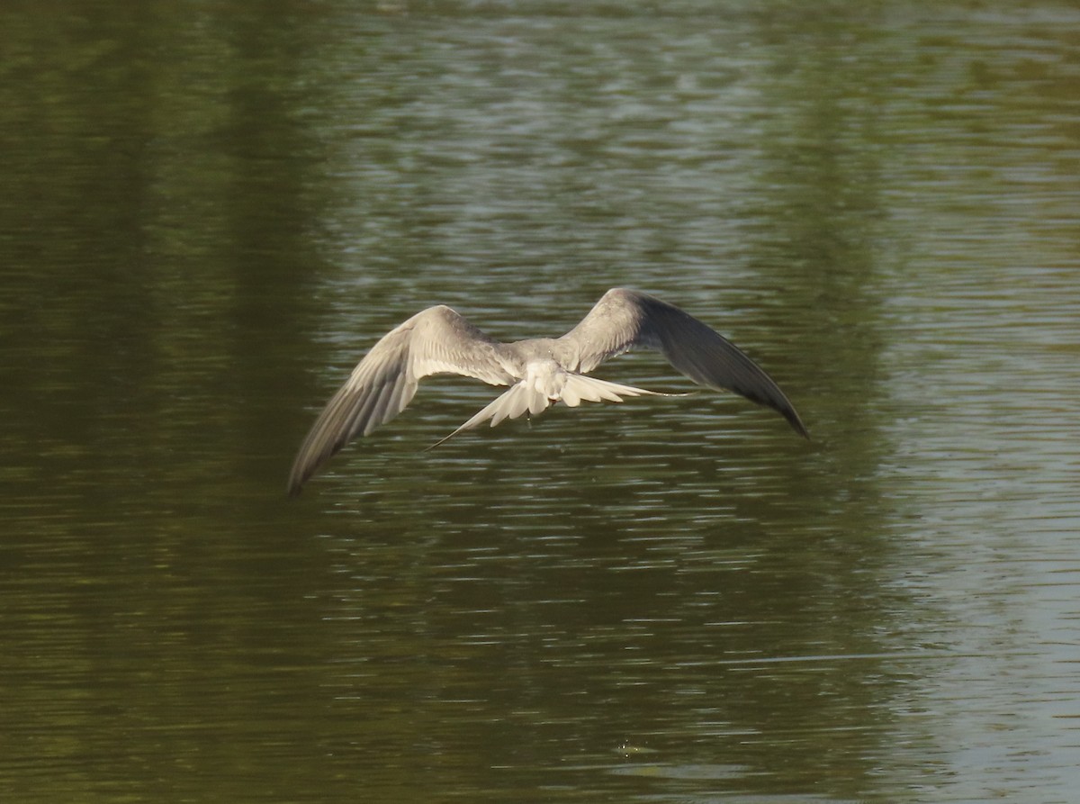 Forster's Tern - ML641106089