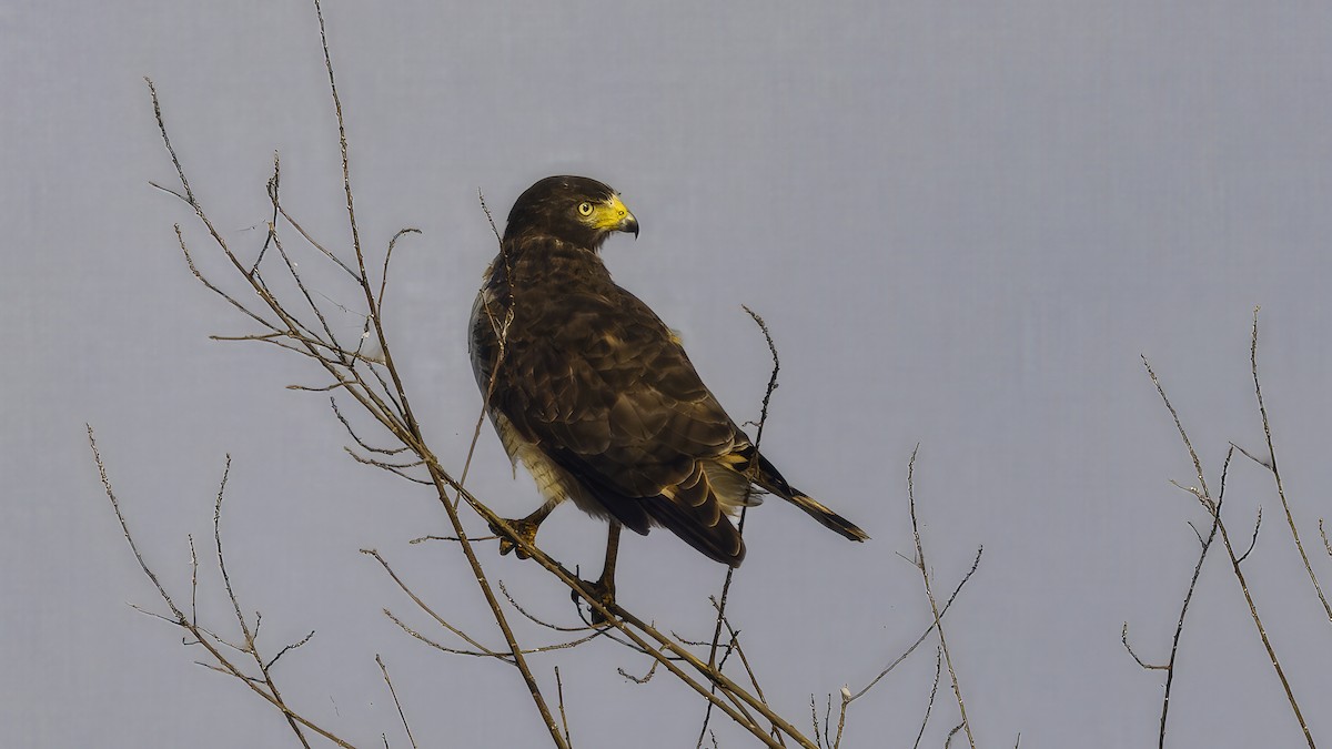 Roadside Hawk (Southern) - ML641106090