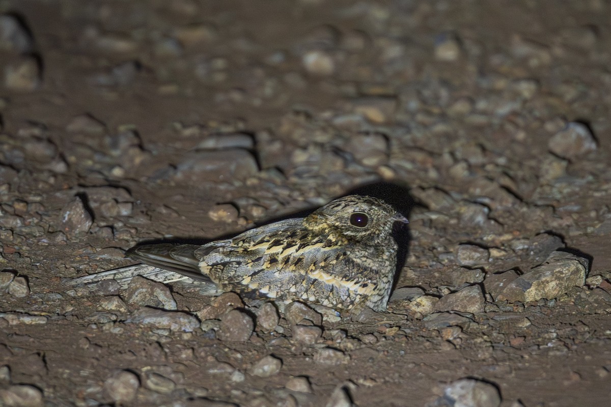 Slender-tailed Nightjar - ML641106143