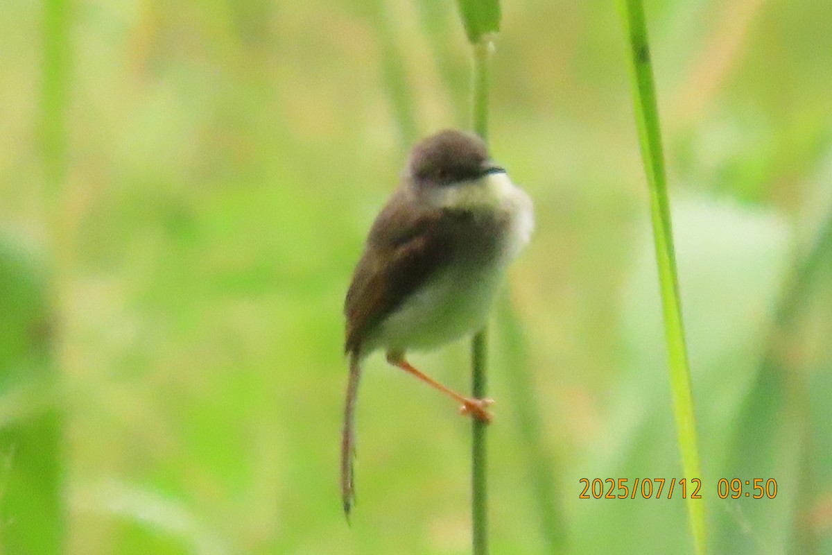 Prinia de Hodgson - ML641106147
