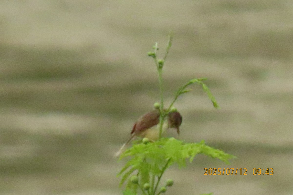 Prinia de Hodgson - ML641106148