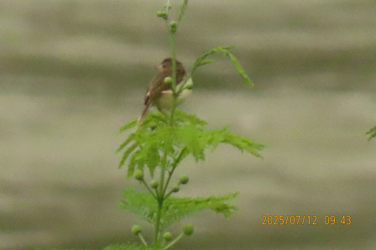 Prinia de Hodgson - ML641106151