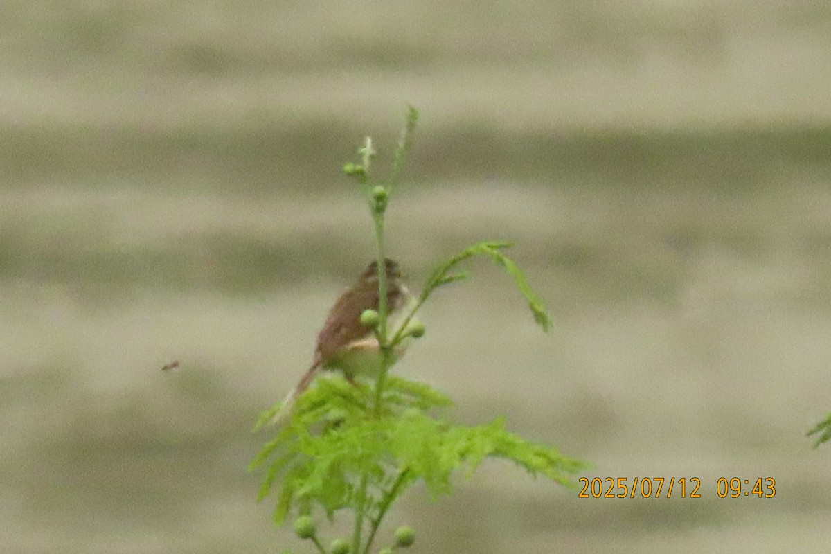 Prinia de Hodgson - ML641106153