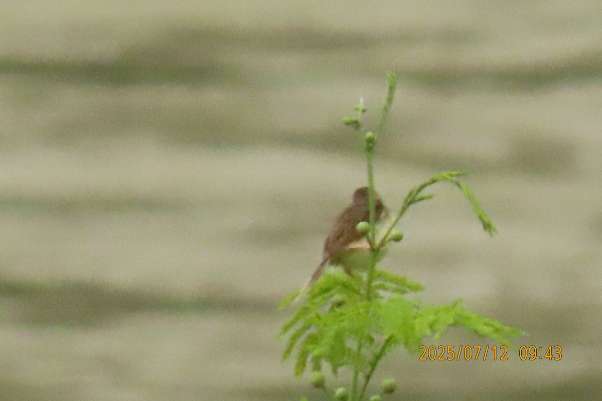 Prinia de Hodgson - ML641106154