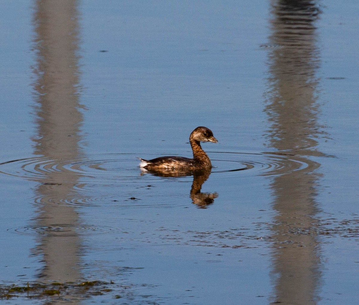 Pied-billed Grebe - ML641106157