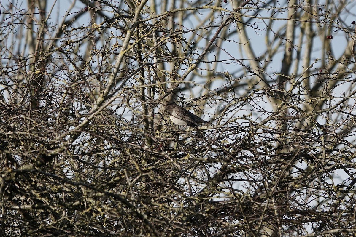 Black-throated Thrush - ML641106175