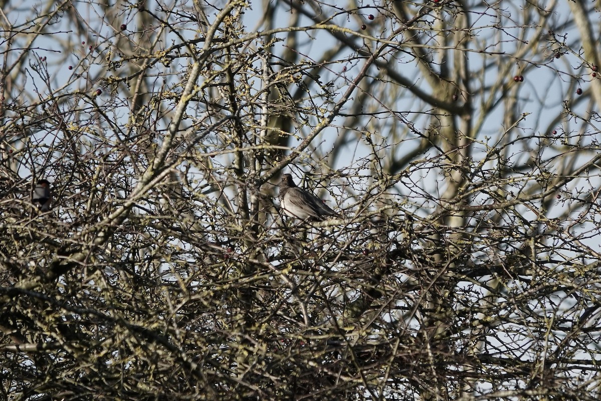 Black-throated Thrush - ML641106178