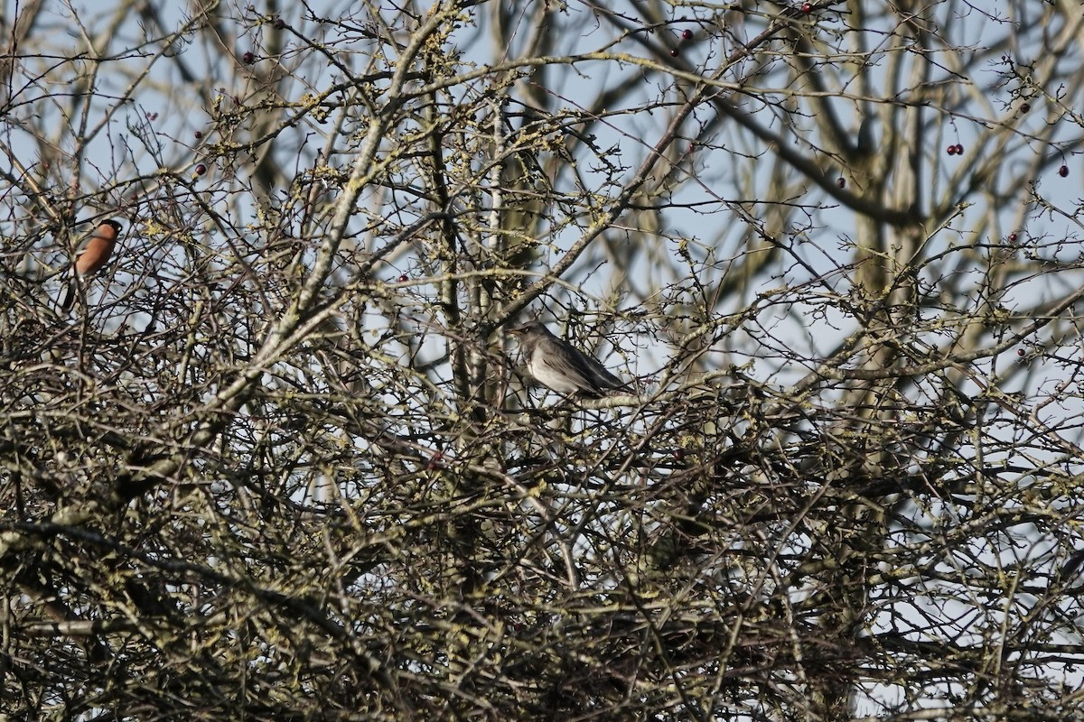 Black-throated Thrush - ML641106183