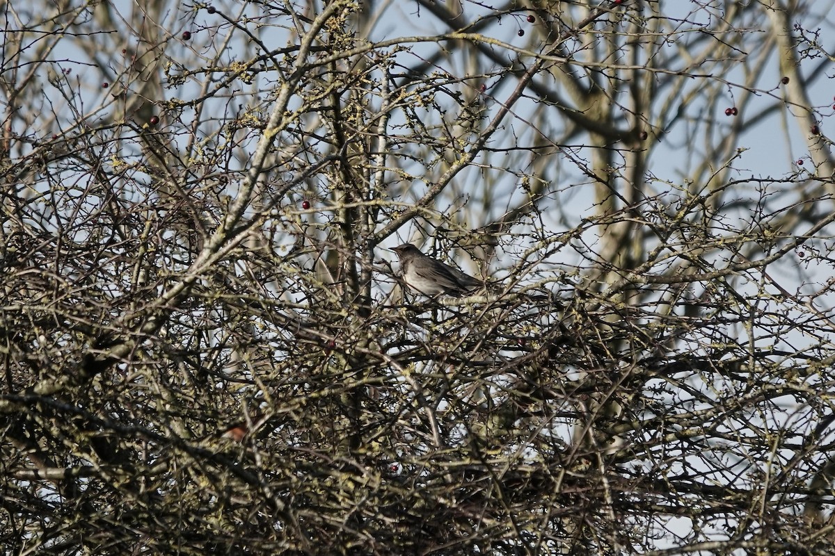Black-throated Thrush - ML641106187