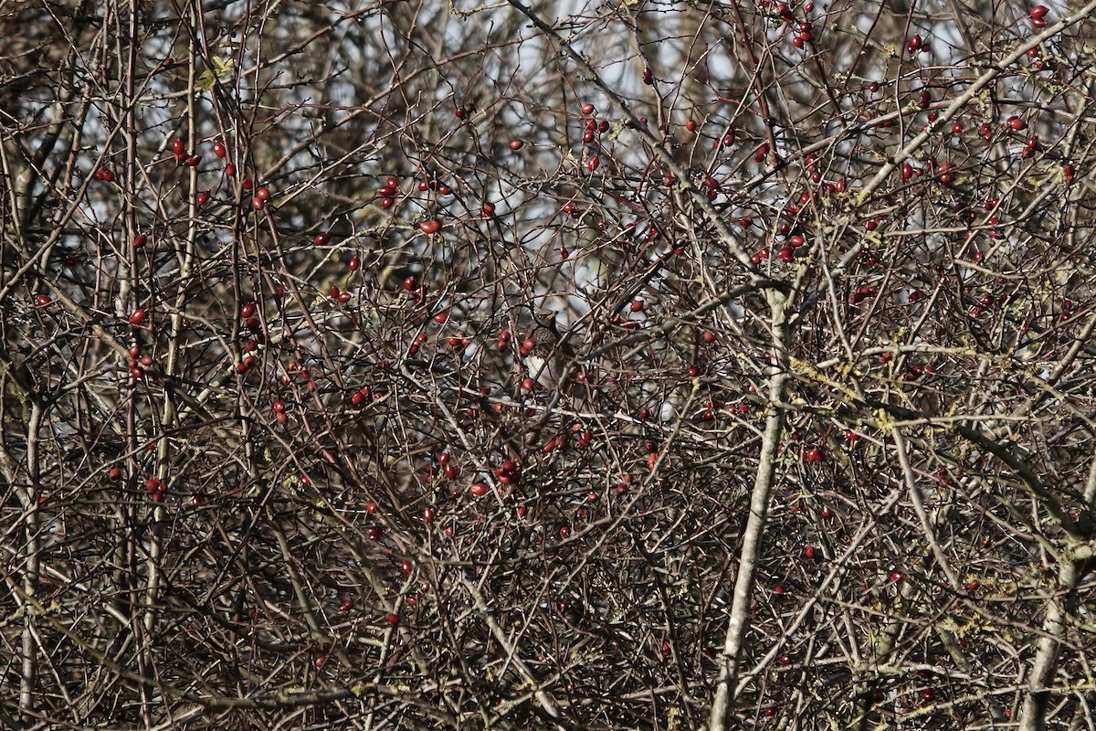 Black-throated Thrush - ML641106188
