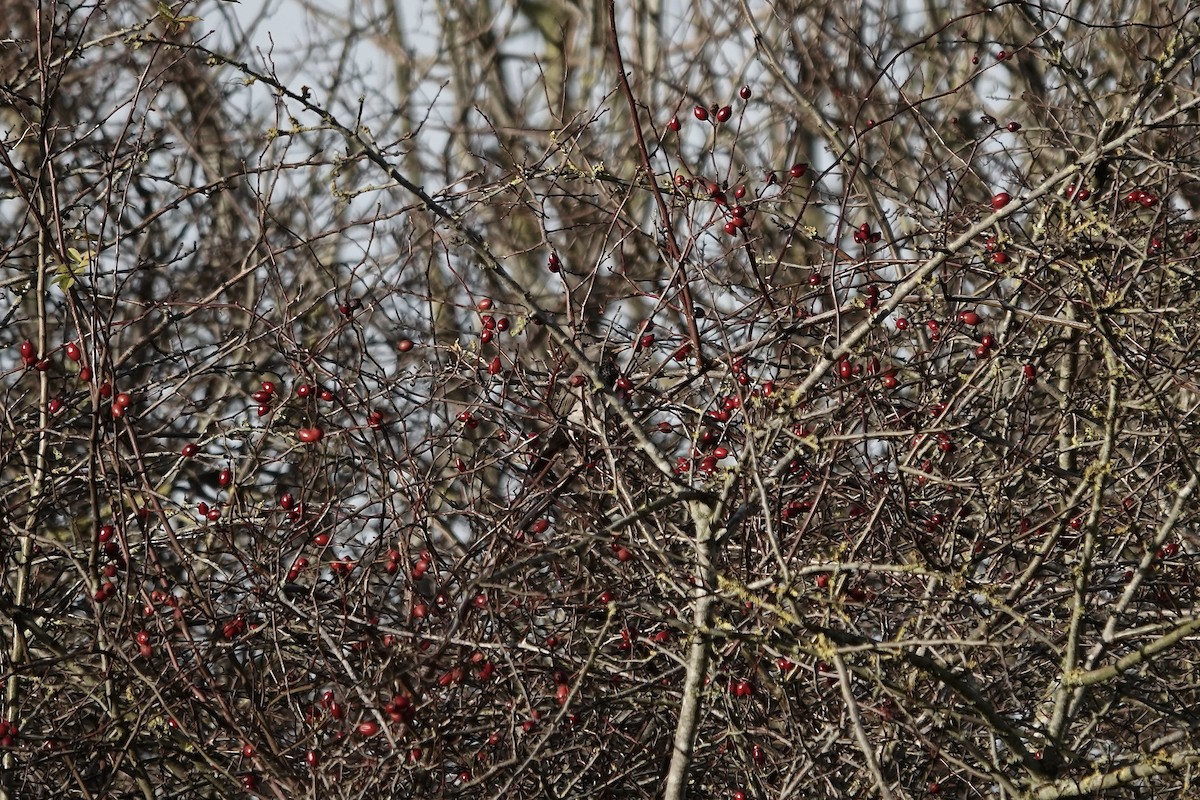 Black-throated Thrush - ML641106190