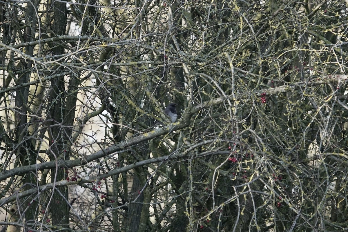 Black-throated Thrush - ML641106193