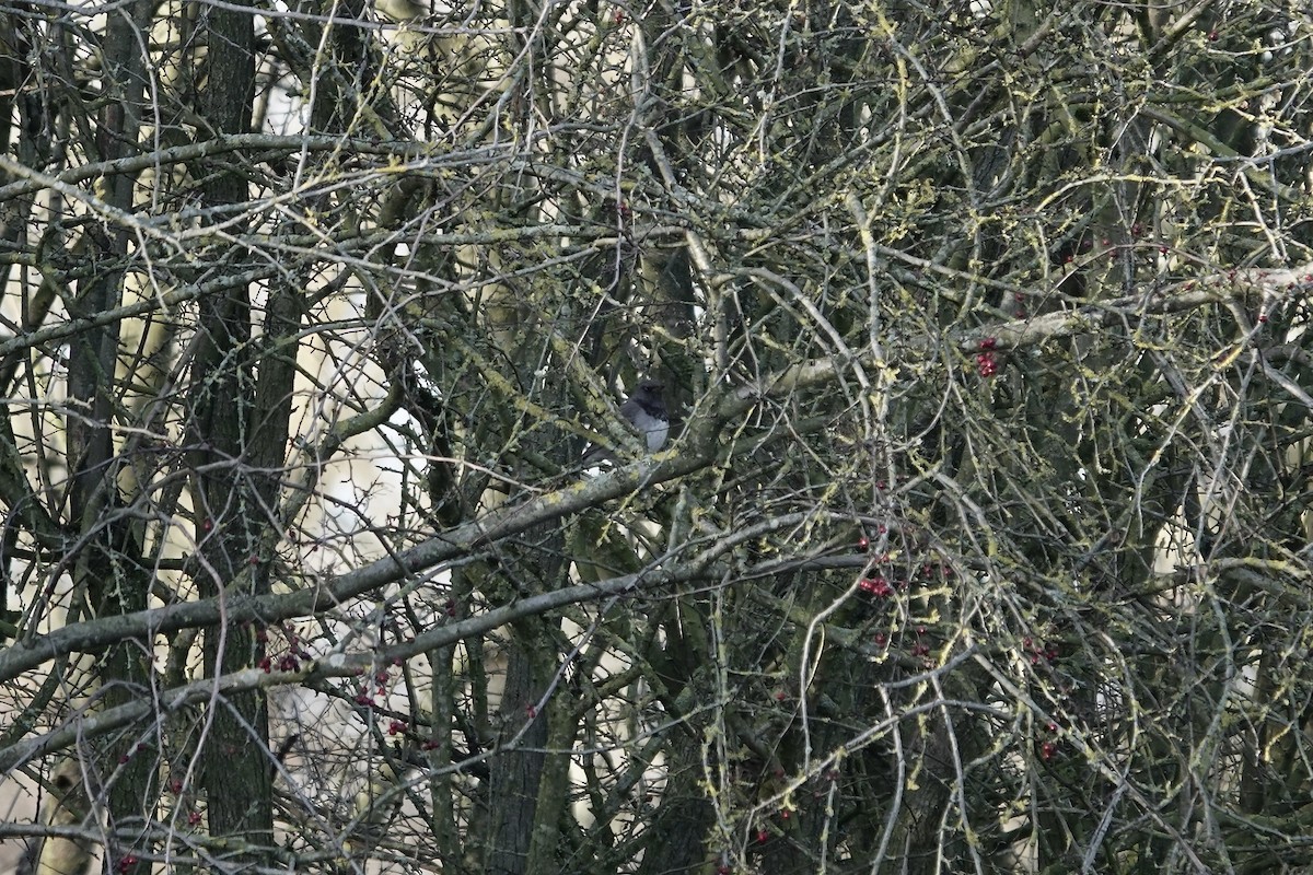 Black-throated Thrush - ML641106195
