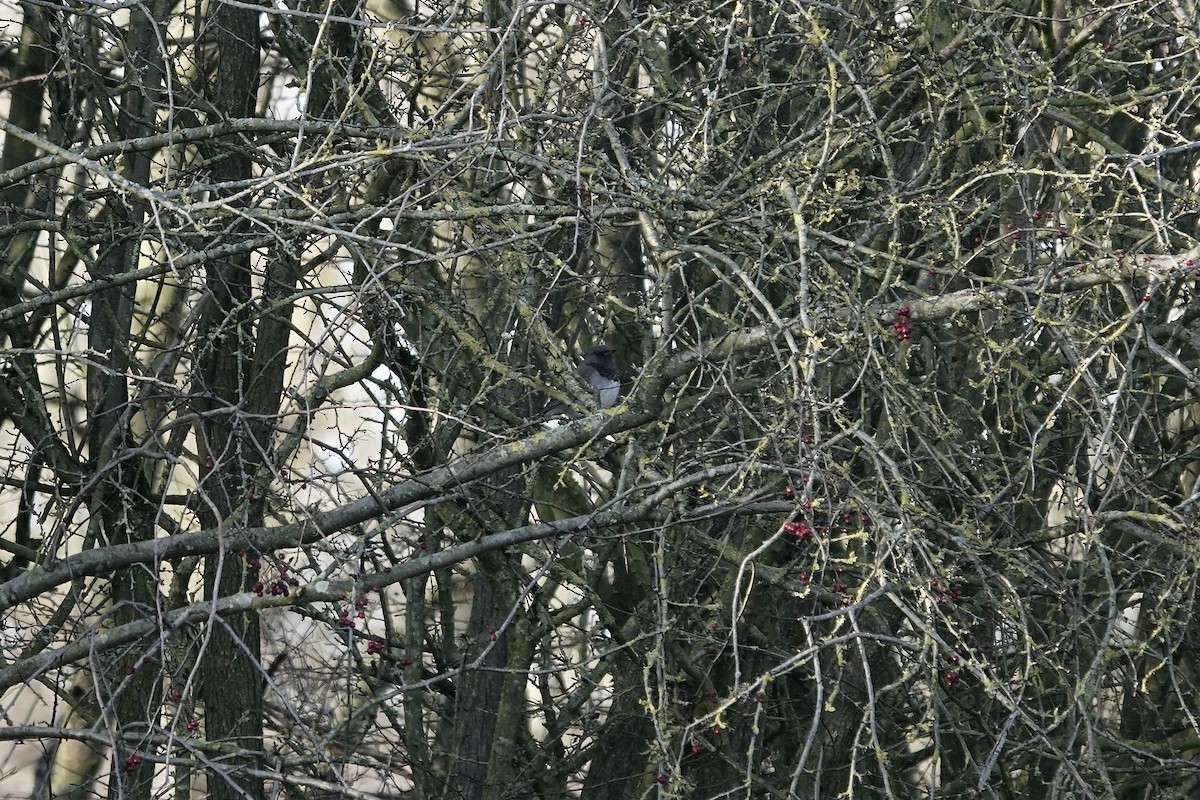 Black-throated Thrush - ML641106200