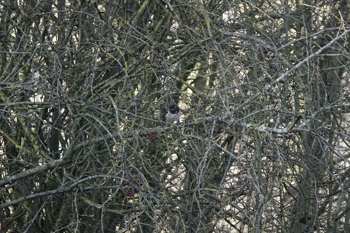 Black-throated Thrush - ML641106201