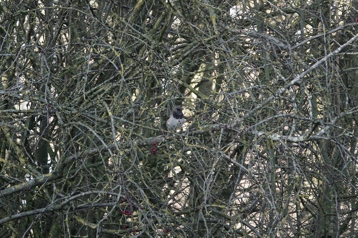 Black-throated Thrush - ML641106202