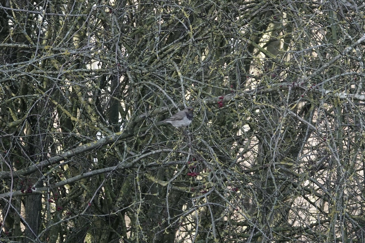 Black-throated Thrush - ML641106205