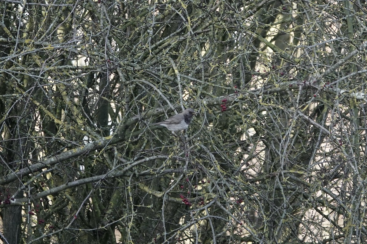 Black-throated Thrush - ML641106207