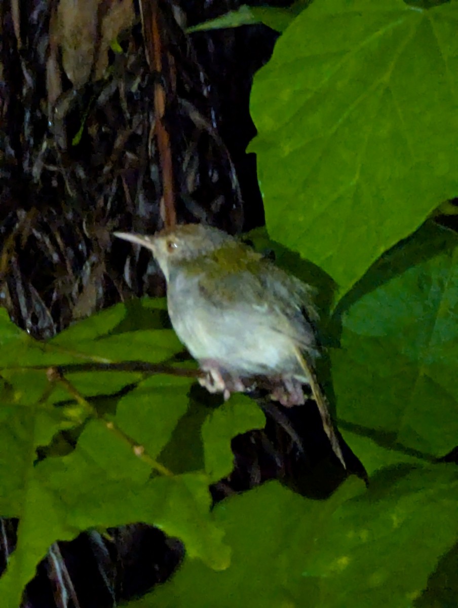 Common Tailorbird - ML641106210