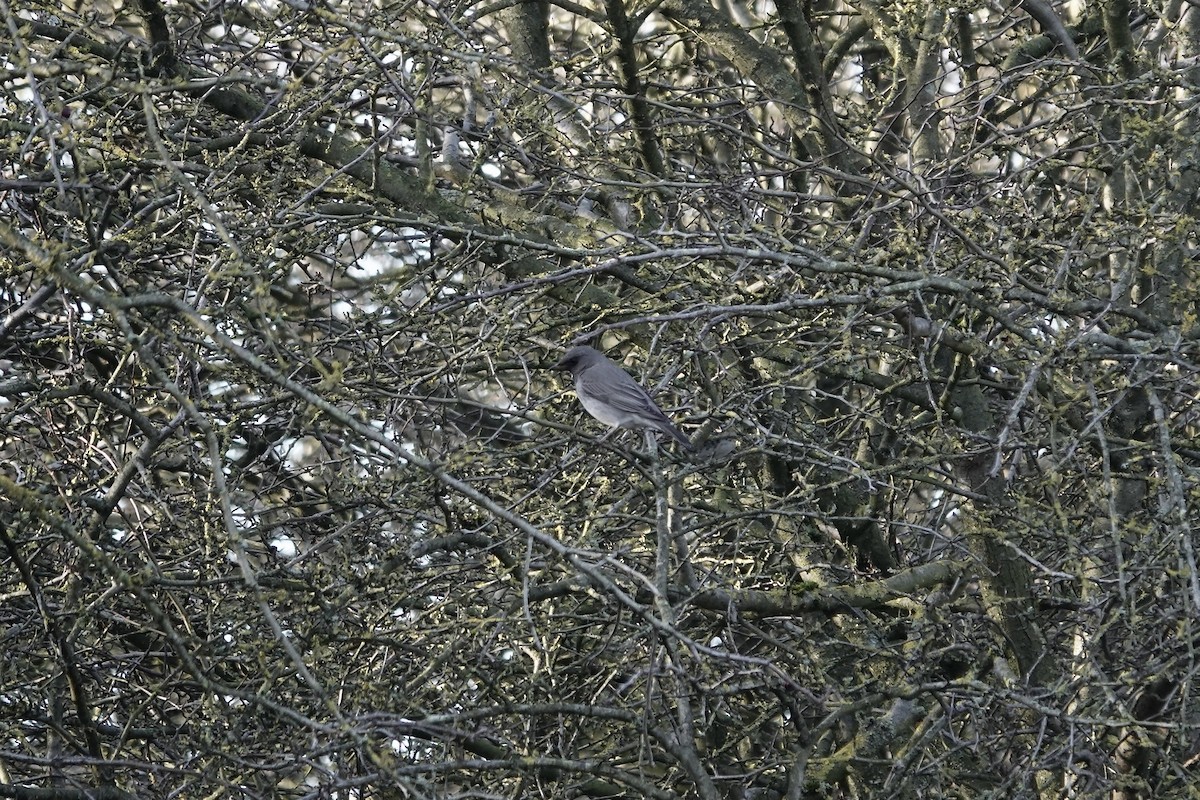 Black-throated Thrush - ML641106213