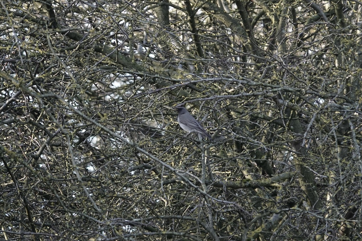 Black-throated Thrush - ML641106214