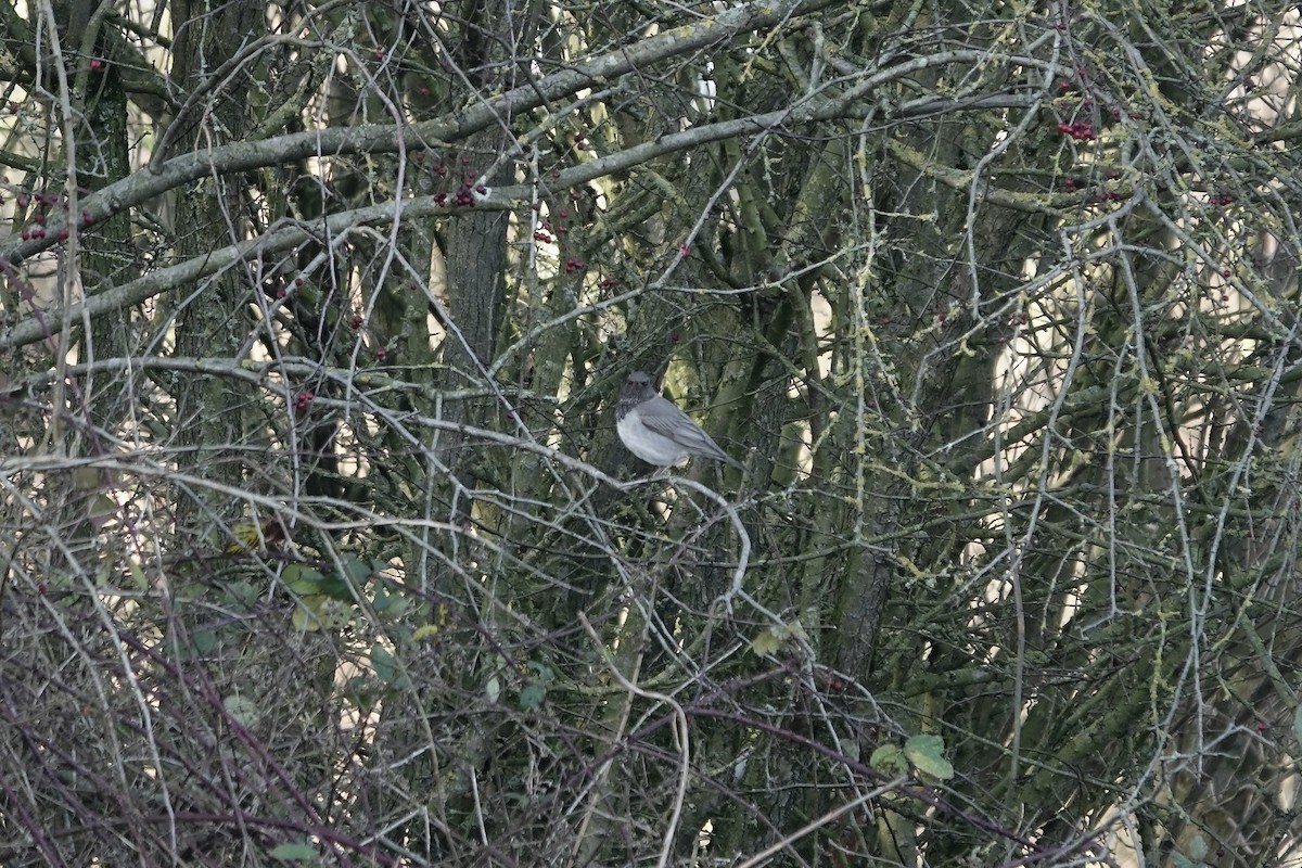 Black-throated Thrush - ML641106216