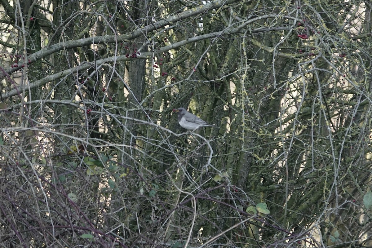 Black-throated Thrush - ML641106228
