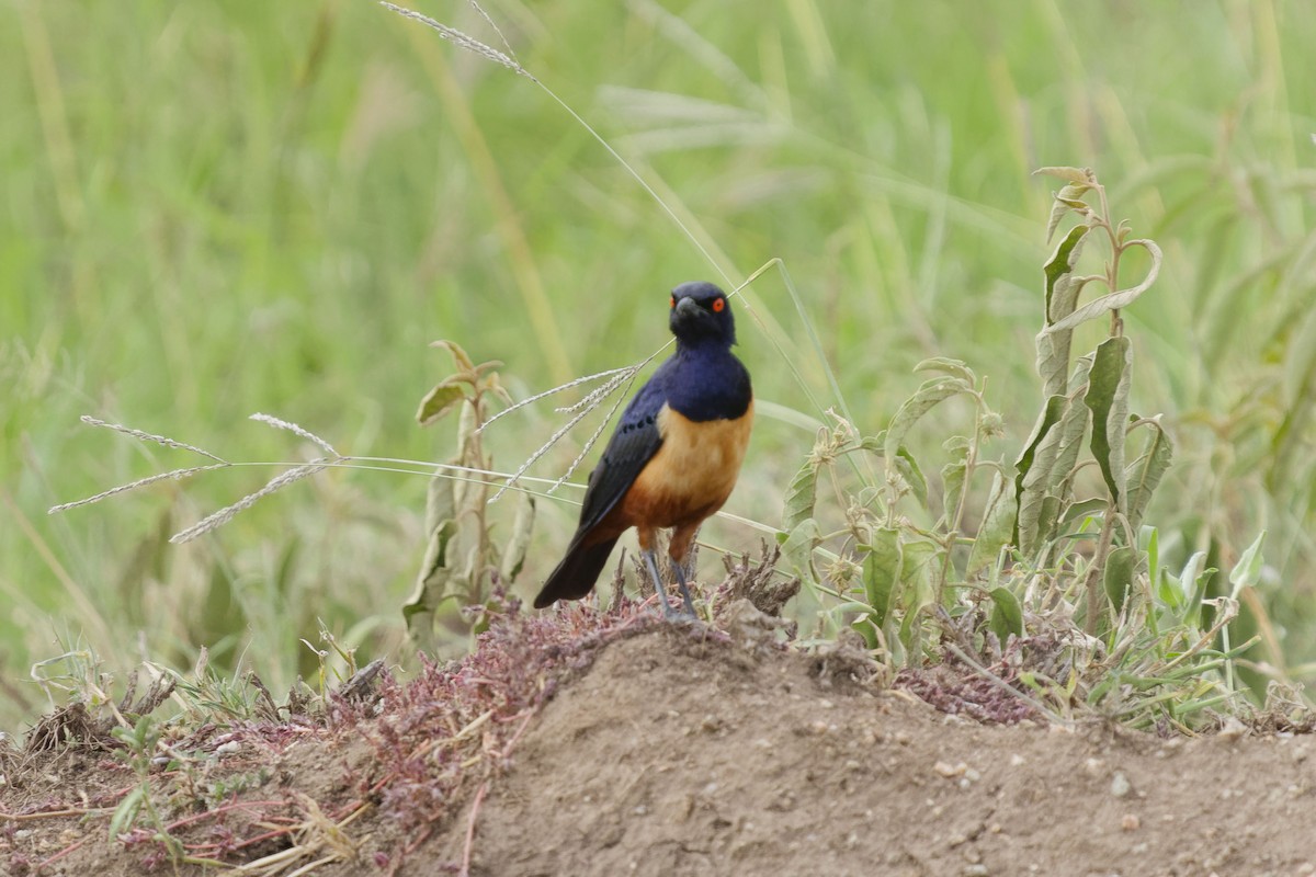 Hildebrandt's Starling - ML641106229