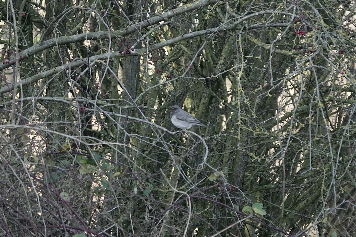 Black-throated Thrush - ML641106230