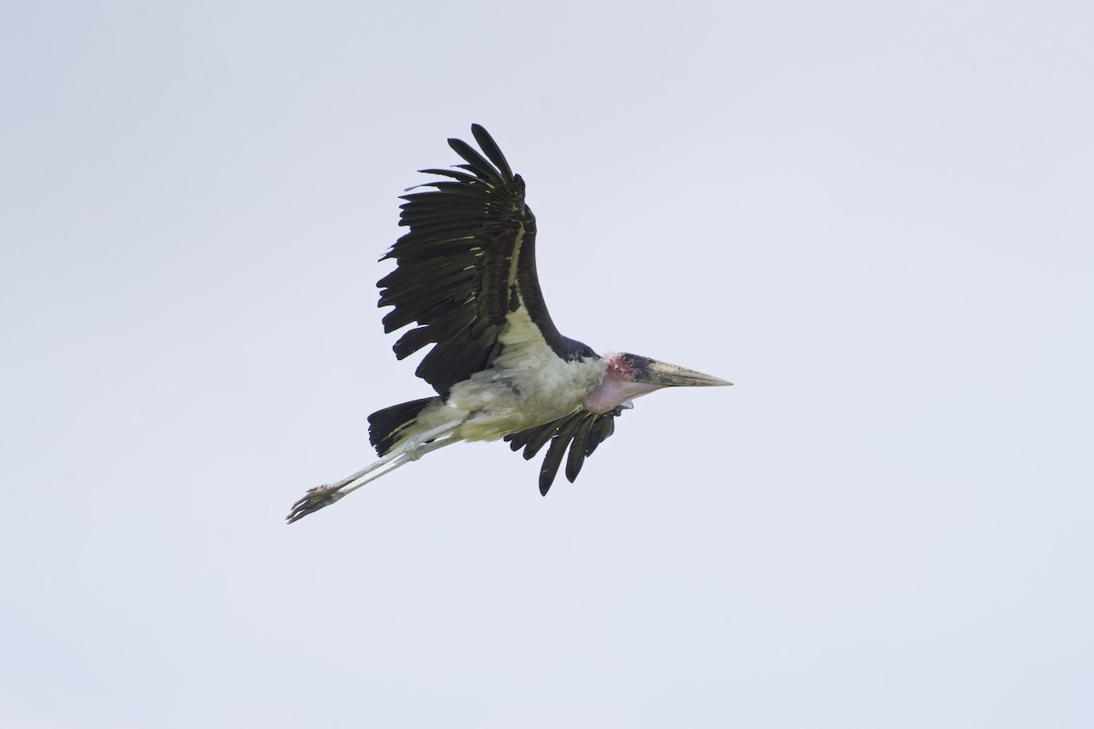 Marabou Stork - ML641106231