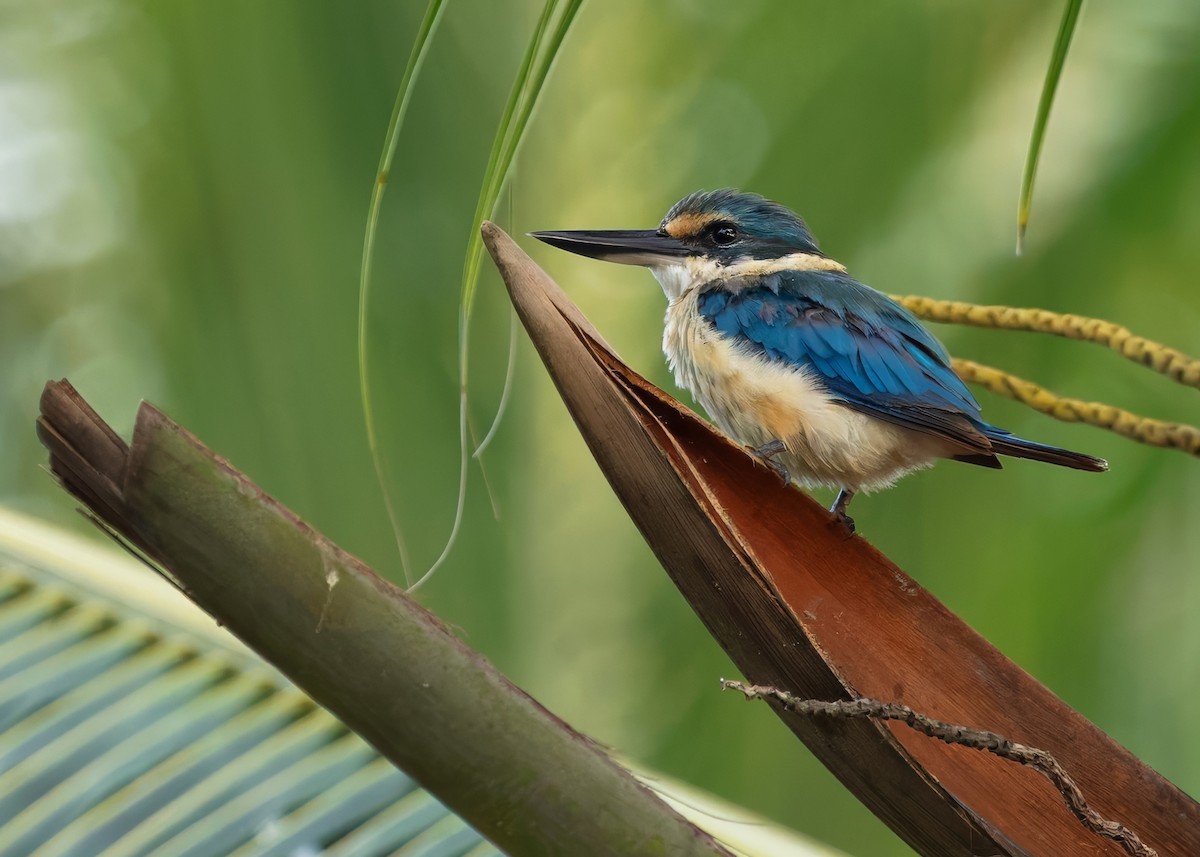 Sacred Kingfisher (Australasian) - ML641106251