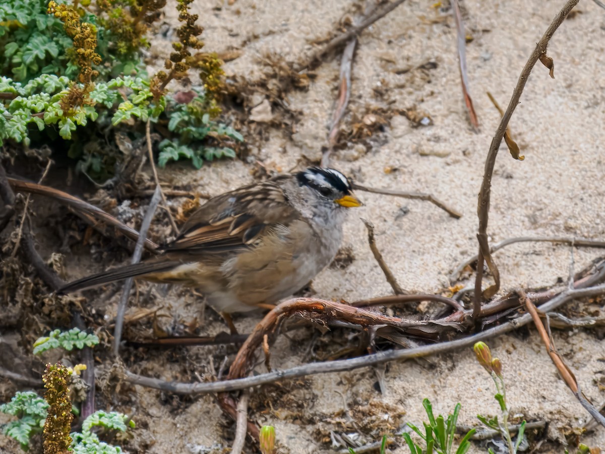 White-crowned Sparrow - ML641106283