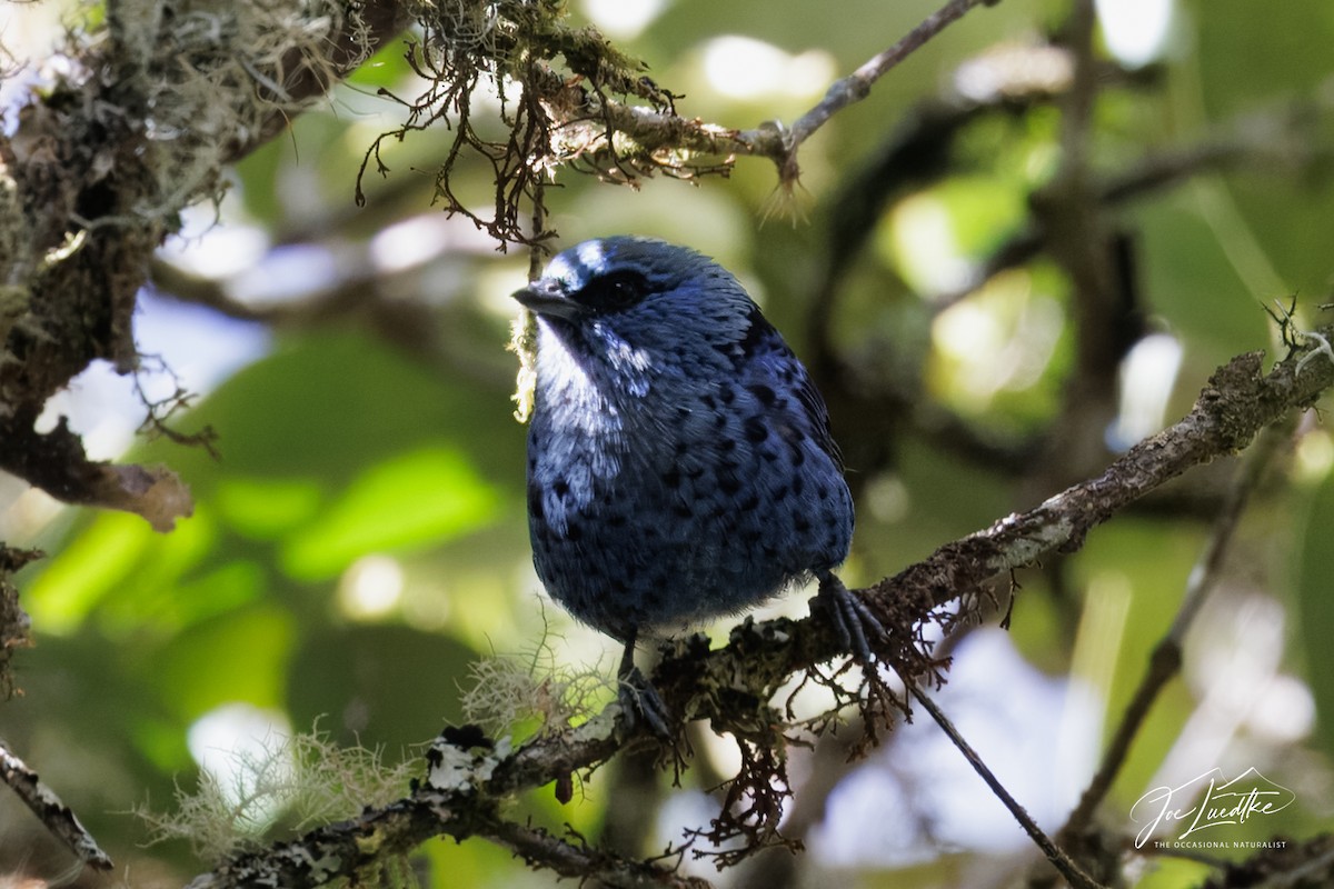 Blue-and-black Tanager - ML641106303