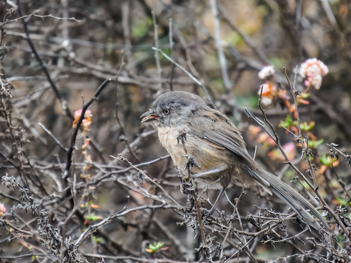 chaparralfugl - ML641106306