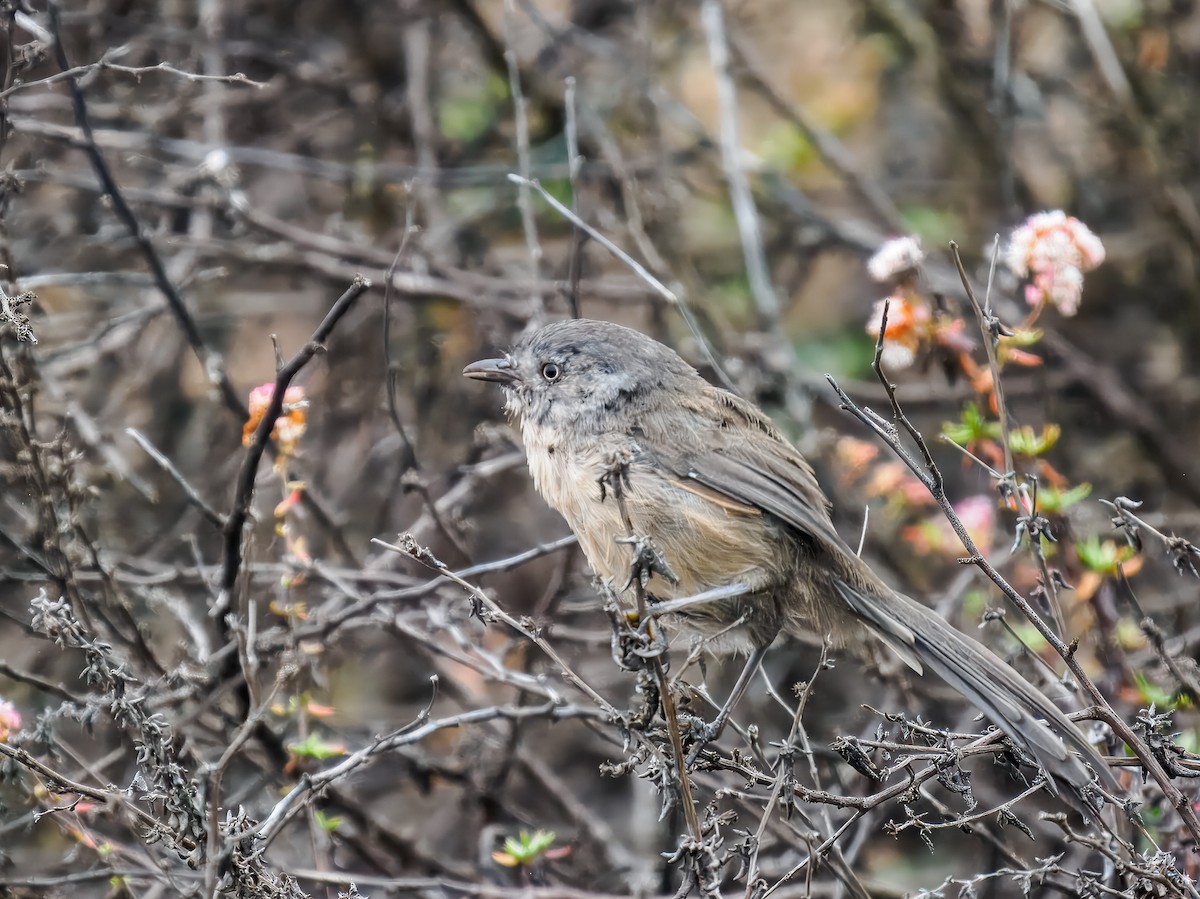 chaparralfugl - ML641106308