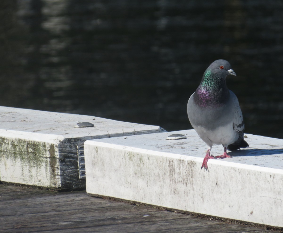 Rock Pigeon (Feral Pigeon) - ML641106322