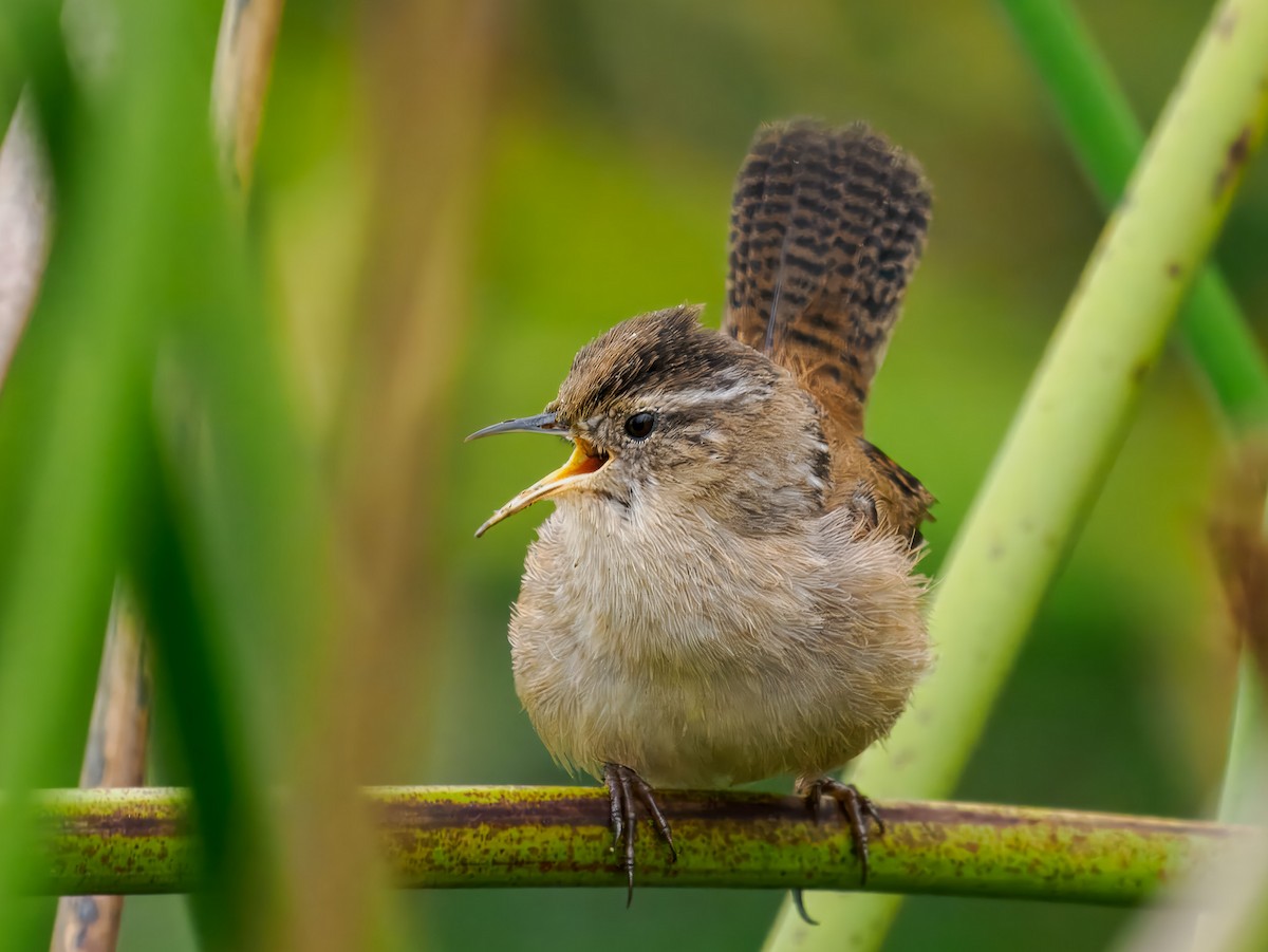 Marsh Wren - ML641106363