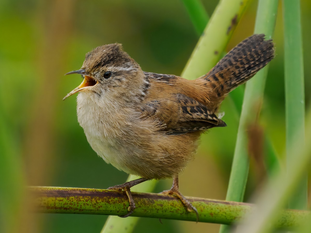 Marsh Wren - ML641106365