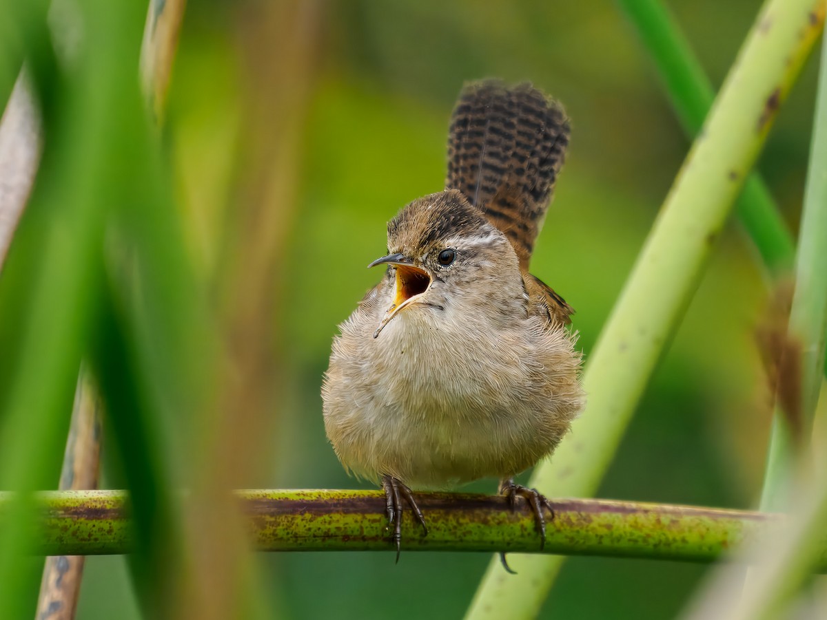 Marsh Wren - ML641106366