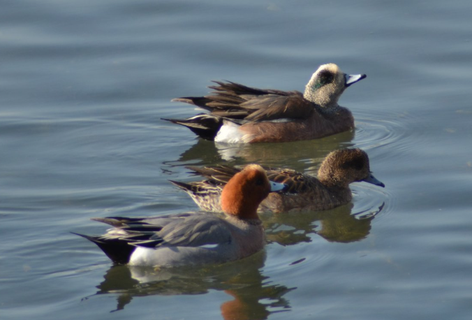 American Wigeon - ML641106436